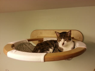 Illustration for article titled This wall furniture is the coolest thing your cat will see all day